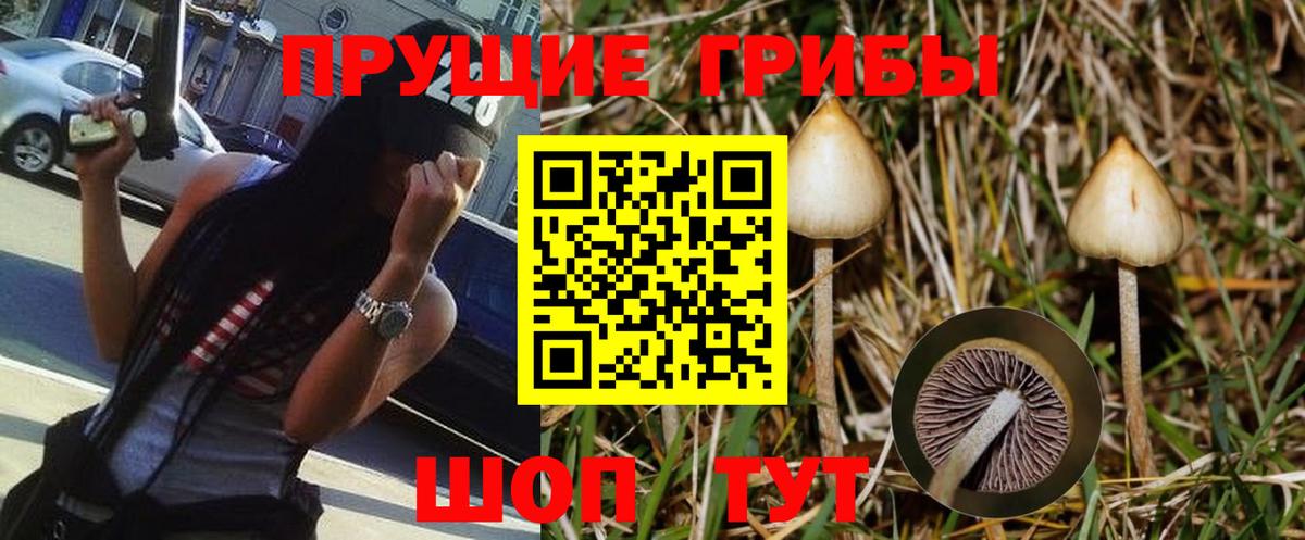купить закладку  Вход с VPN  Электрогорск  Псилоцибиновые грибы Psilocybine cubensis 